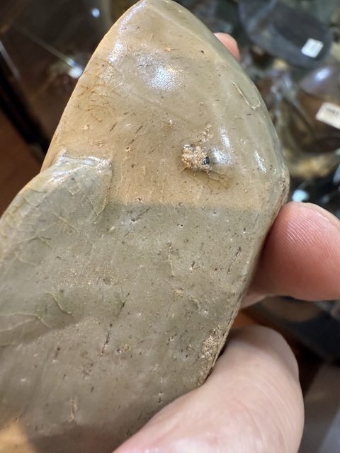 古玩陶瓷越窯青瓷耳杯真品鑒賞圖