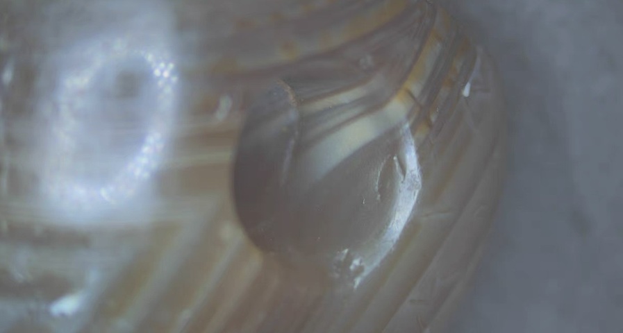 古玩玉器仿薩珊瑪瑙印真品鑒賞圖