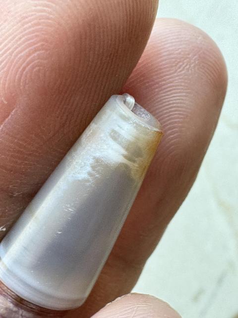 古玩雜項(xiàng)珠真品鑒賞圖