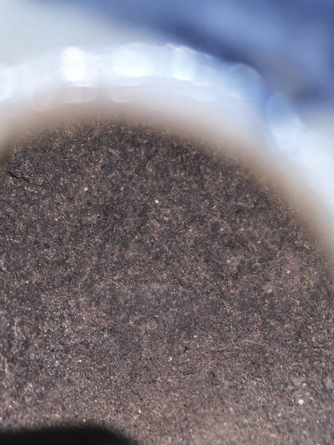 古玩陶瓷白釉藍彩金蟾水盂真品鑒賞圖