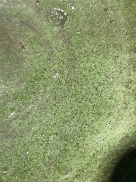 古玩陶瓷綠釉盤(pán)子真品鑒賞圖