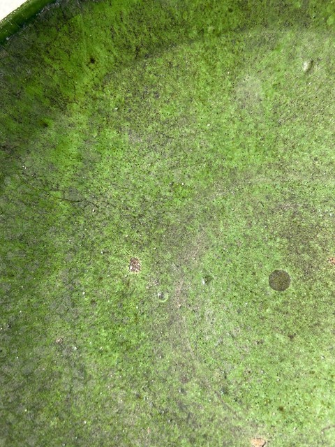 古玩陶瓷綠釉盤(pán)子真品鑒賞圖