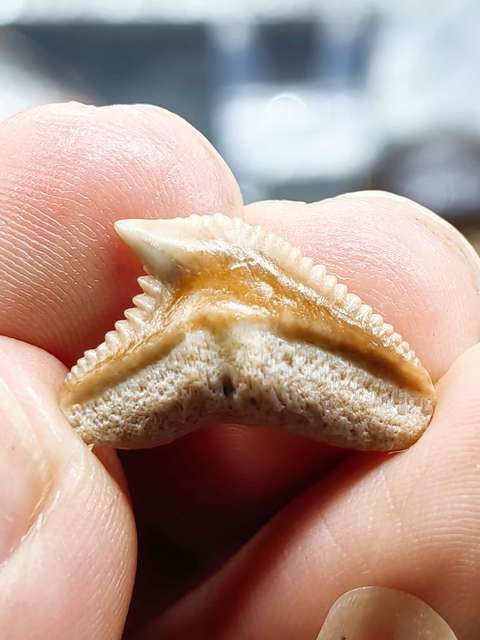 古玩雜項(幾千萬年前)文化期.鯊魚 ya 齒 化 石拍賣，當前價格0元