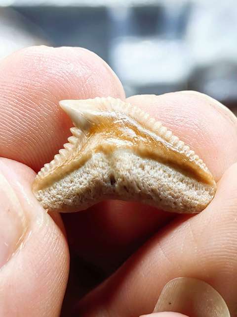 古玩雜項(幾千萬年前)文化期.鯊魚 ya 齒 化 石拍賣，當前價格0元