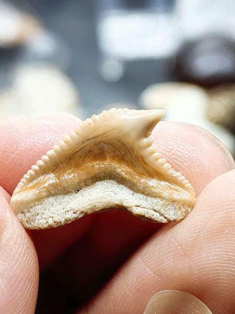 古玩雜項(幾千萬年前)文化期.鯊魚 ya 齒 化 石拍賣，當前價格0元