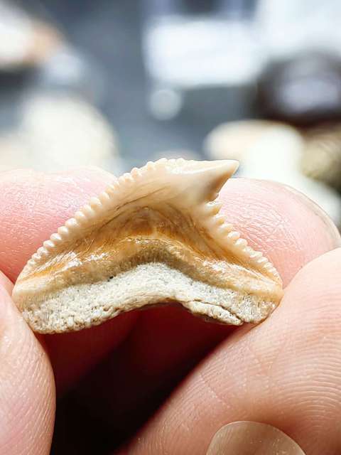 古玩雜項(幾千萬年前)文化期.鯊魚 ya 齒 化 石拍賣，當前價格0元