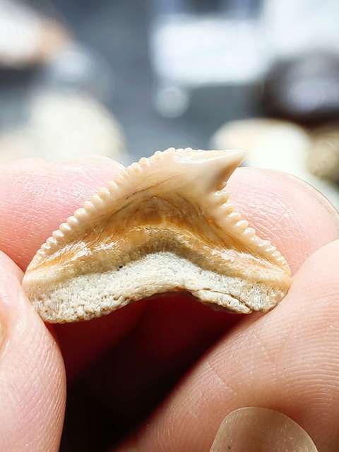 古玩雜項(幾千萬年前)文化期.鯊魚 ya 齒 化 石拍賣，當前價格0元