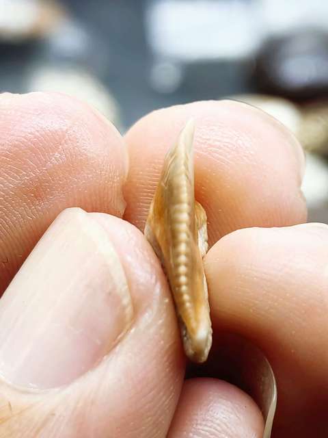 古玩雜項(幾千萬年前)文化期.鯊魚 ya 齒 化 石拍賣，當前價格0元
