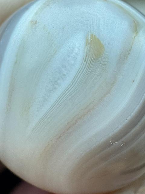 古玩雜項(xiàng)珠真品鑒賞圖