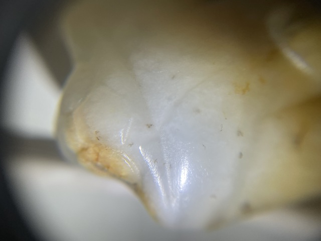 古玩玉器仿古玉梟真品鑒賞圖