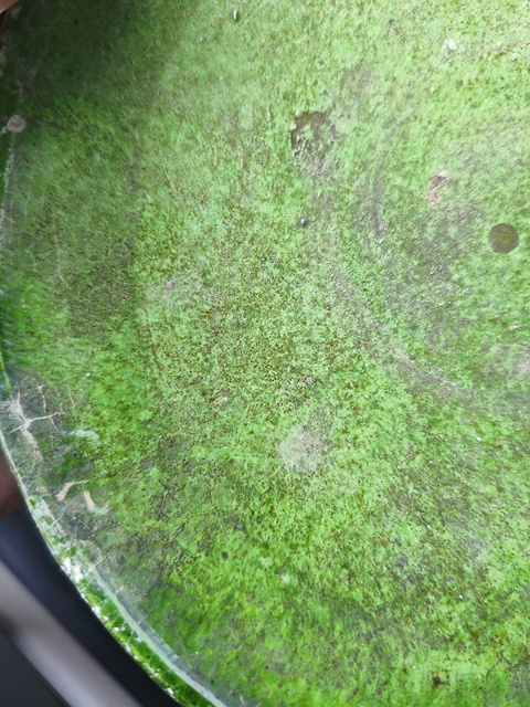 古玩陶瓷遼綠釉盤真品鑒賞圖