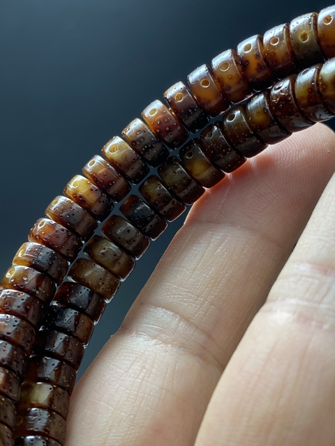 古玩雜項當代·星月菩提真品鑒賞圖