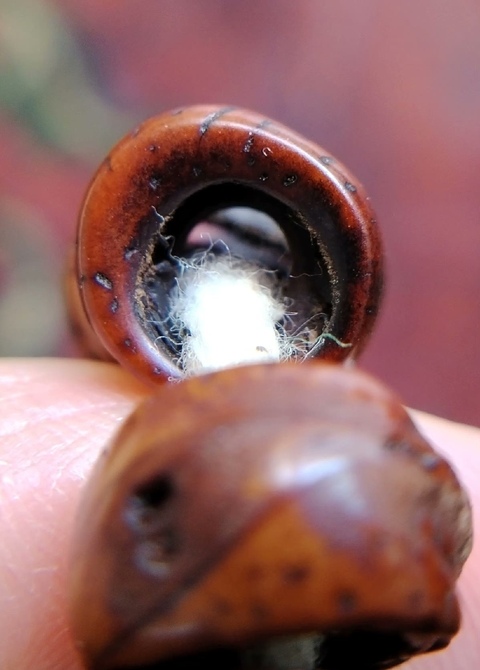 古玩雜項老鳳眼菩提真品鑒賞圖