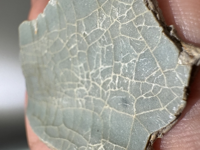 古玩陶瓷龍泉官標本真品鑒賞圖