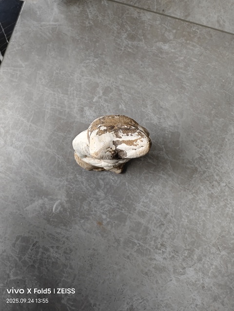 古玩陶瓷白陶侍女傭真品鑒賞圖