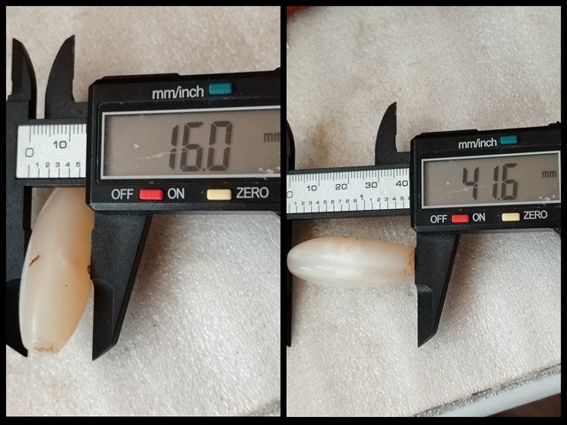 古玩玉器大尺寸清瑪瑙橄欖珠拍賣,當前價格420元