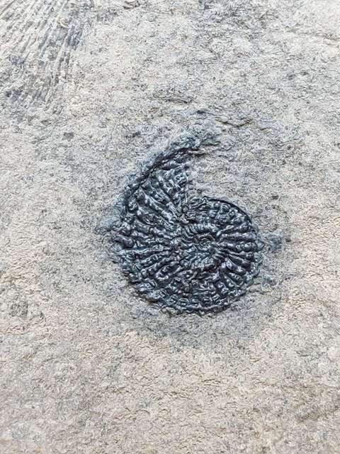 古玩雜項化石真品鑒賞圖