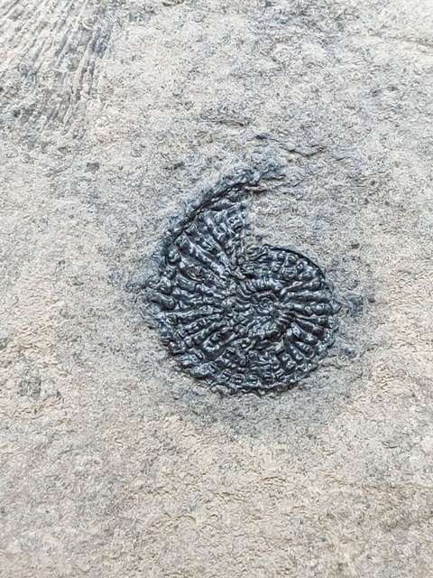 古玩雜項化石真品鑒賞圖