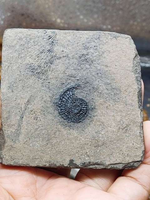 古玩雜項化石真品鑒賞圖