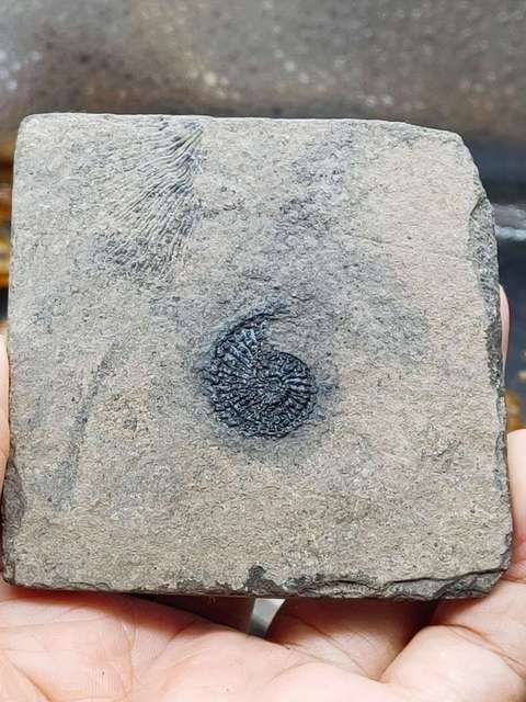 古玩雜項化石真品鑒賞圖