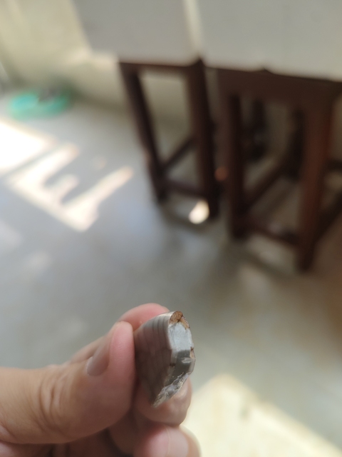 古玩陶瓷哥釉瓷片真品鑒賞圖