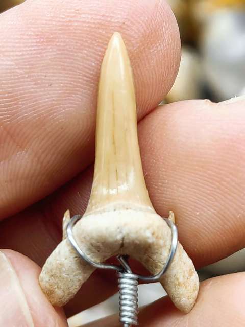 古玩雜項化石真品鑒賞圖