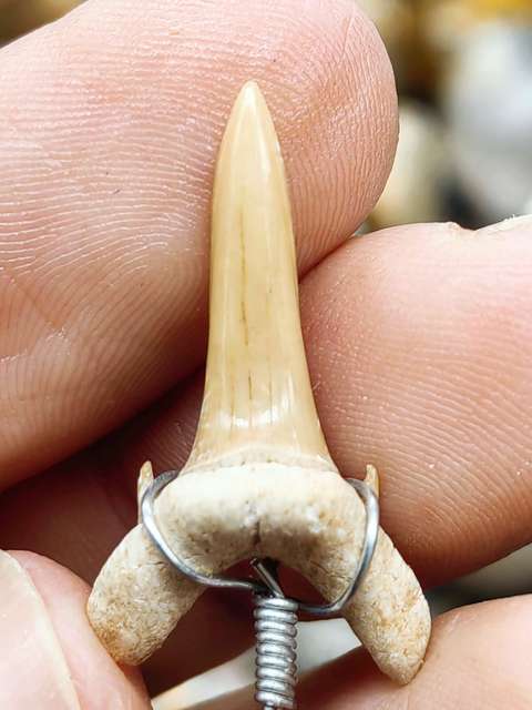 古玩雜項化石真品鑒賞圖