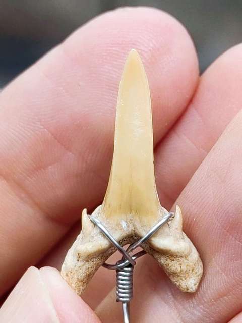 古玩雜項化石真品鑒賞圖