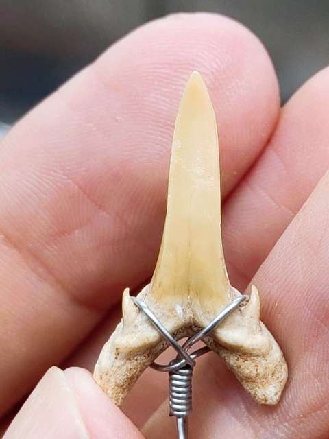 古玩雜項化石真品鑒賞圖