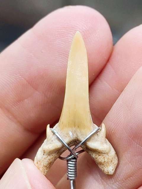 古玩雜項化石真品鑒賞圖