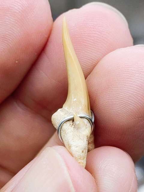 古玩雜項化石真品鑒賞圖