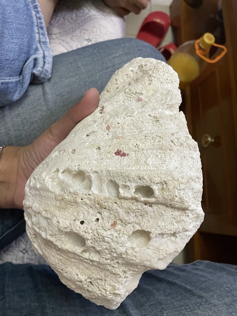 古玩雜項(xiàng)硨磲真品鑒賞圖