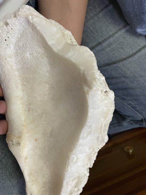 古玩雜項(xiàng)硨磲真品鑒賞圖