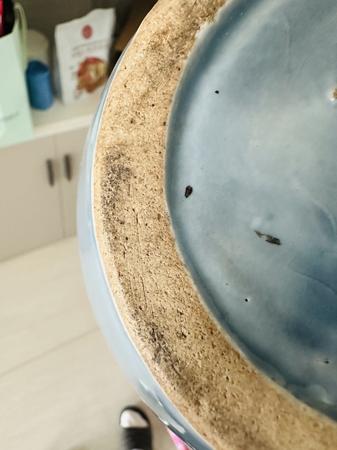 古玩陶瓷磁州窯青花罐真品鑒賞圖