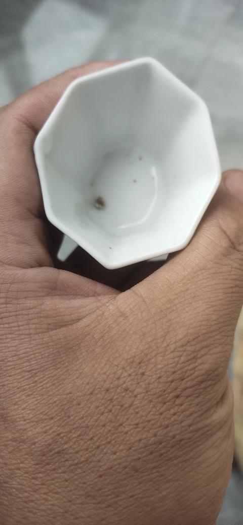 古玩陶瓷德化窯白釉杯真品鑒賞圖
