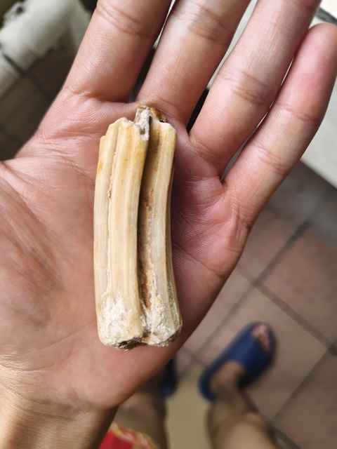 古玩雜項牙齒化石真品鑒賞圖