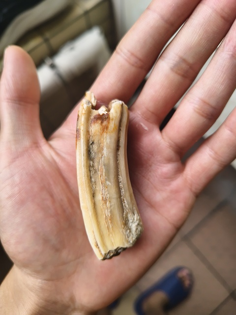 古玩雜項牙齒化石真品鑒賞圖