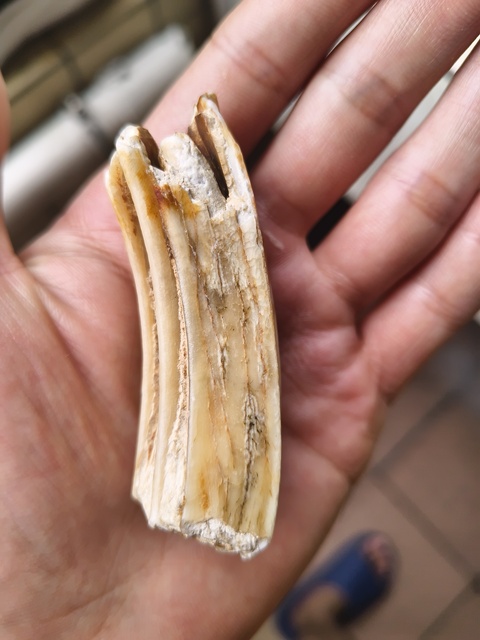 古玩雜項牙齒化石真品鑒賞圖