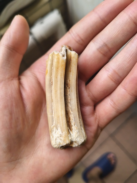 古玩雜項牙齒化石真品鑒賞圖