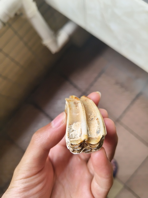 古玩雜項牙齒化石真品鑒賞圖