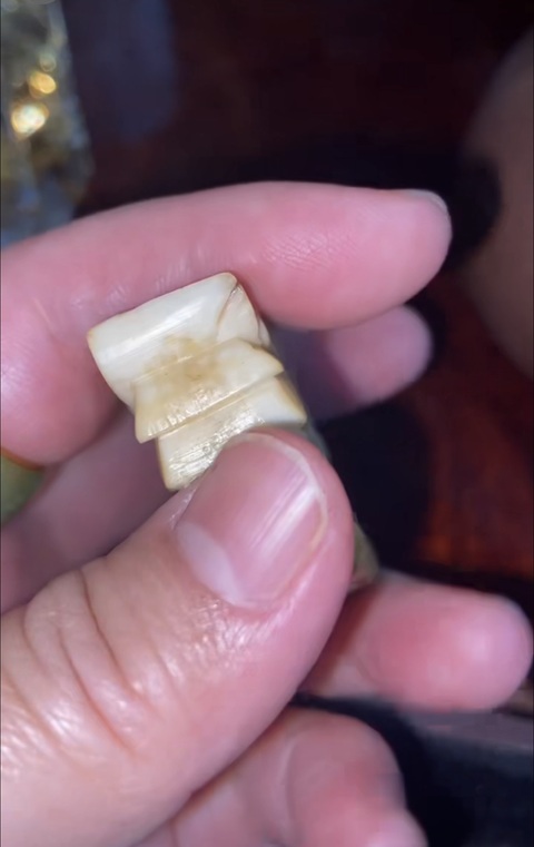 古玩雜項虬角真品鑒賞圖