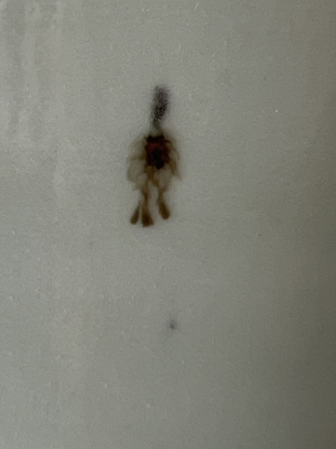 古玩陶瓷清中晚·豆青釉青花博古紋獅耳大瓶 真品鑒賞圖