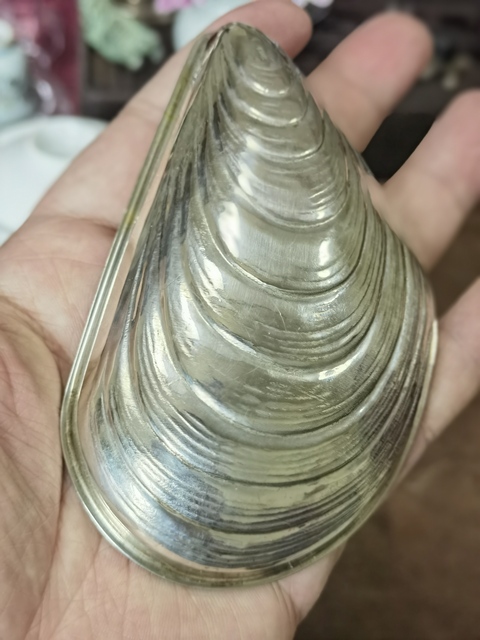 古玩雜項(xiàng)歐洲800純銀仿生扇貝碟真品鑒賞圖