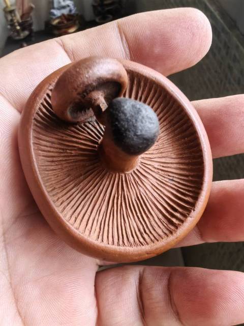 古玩雜項紫砂壺真品鑒賞圖