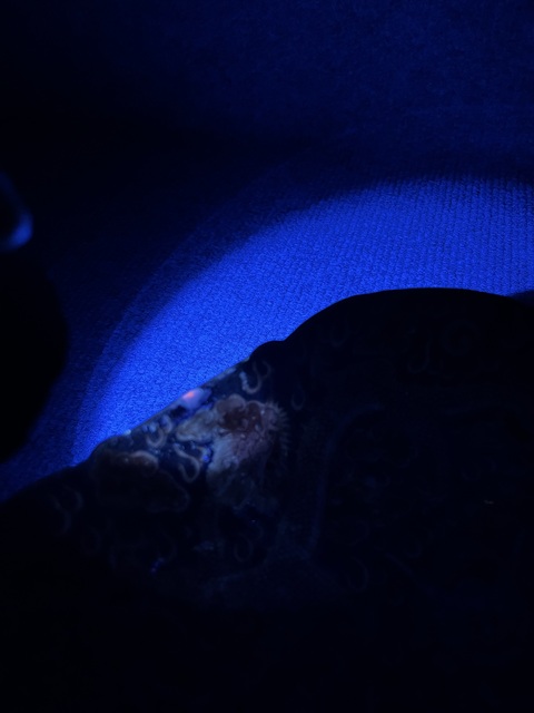 古玩陶瓷粉彩福在眼前壽桃云龍紋海棠型供盤真品鑒賞圖