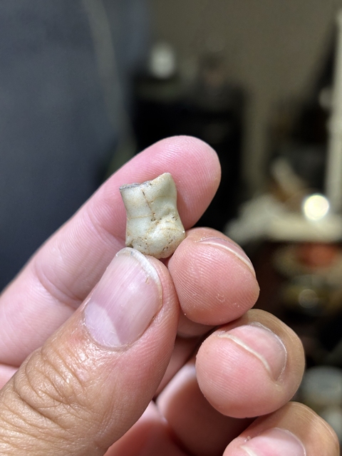 古玩陶瓷哥窯標本真品鑒賞圖