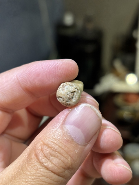 古玩陶瓷哥窯標本真品鑒賞圖