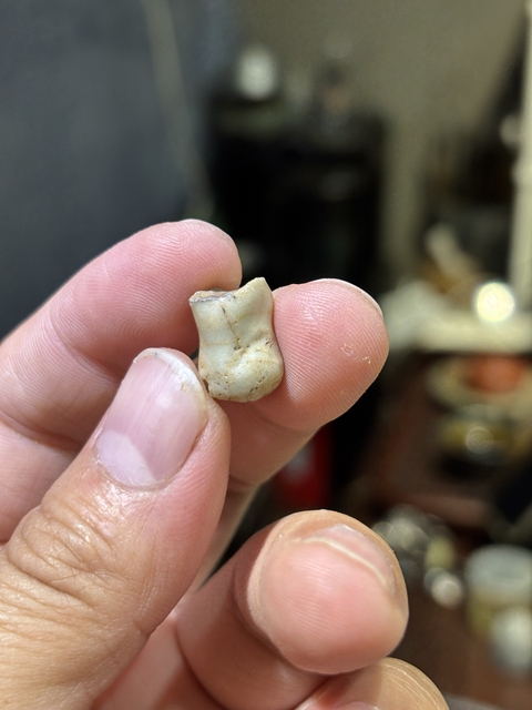 古玩陶瓷哥窯標本真品鑒賞圖