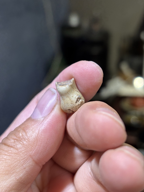 古玩陶瓷哥窯標本真品鑒賞圖