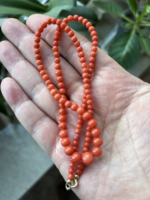古玩玉器沙丁珊瑚真品鑒賞圖
